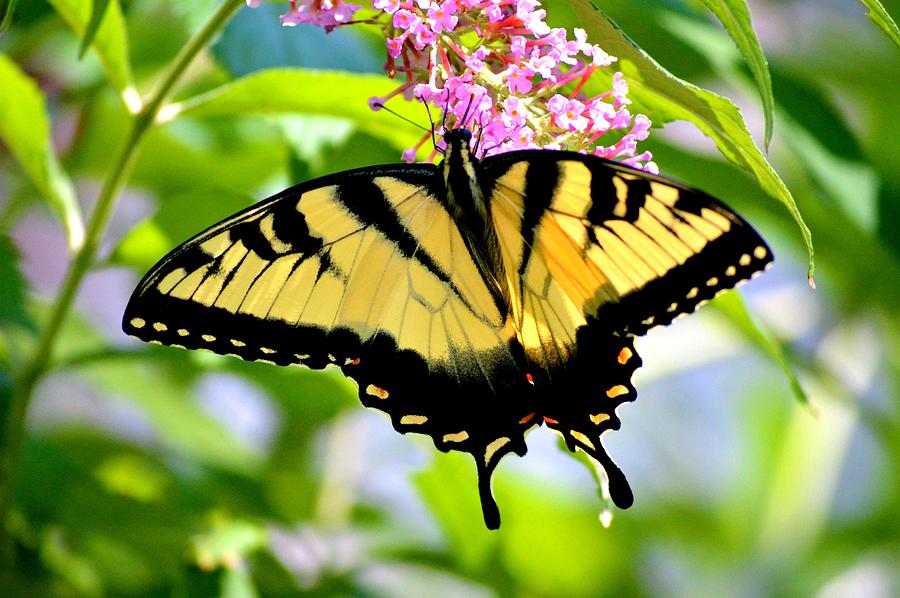 Yellow and Black Butterfly Photograph by Marla McPherson