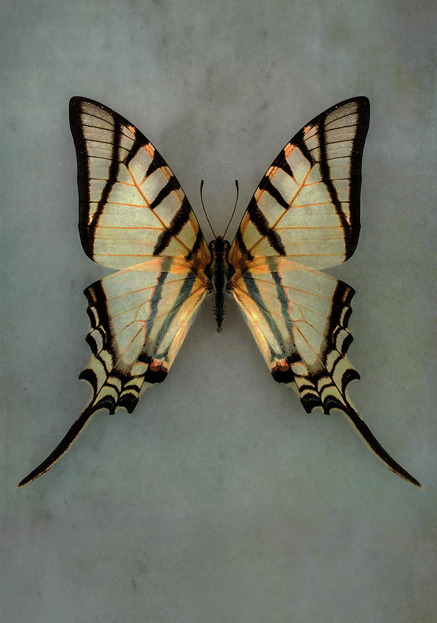 Pretty Swallowtail Butterfly Photograph by Jaroslaw Blaminsky