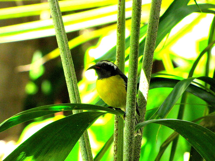 Yellow and Black Tropical Bird Photograph by Don Varney