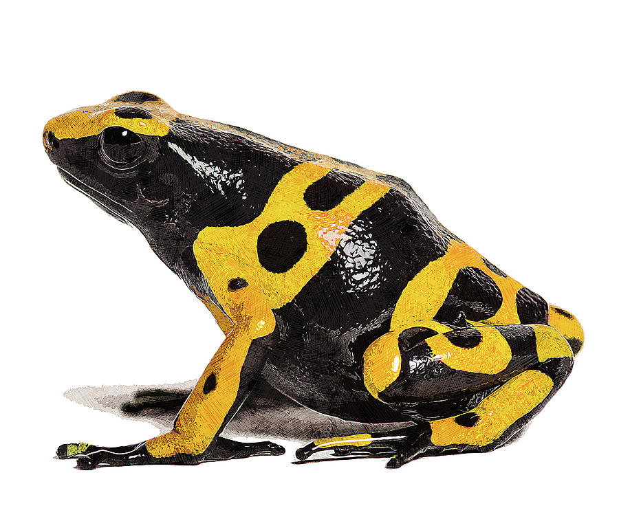 Yellow and Black, Yellow-Banded Poison Dart Frog Painting by Custom Pet Portrait Art Studio