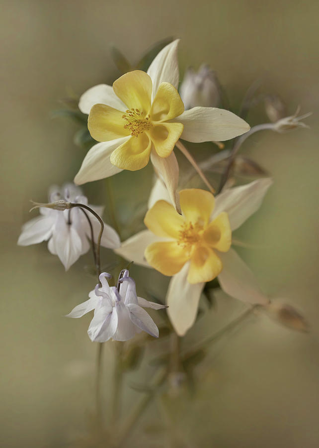 Yellow and white columbine flowers Photograph by Jaroslaw Blaminsky