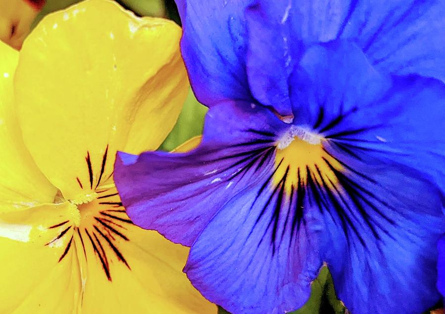 Yellow and Blue Flower Digital Art by Alexis Clark - Fine Art America