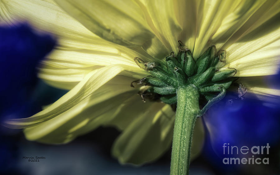 Nature Photograph - Yellow and Blue Flowers by Marvin Spates