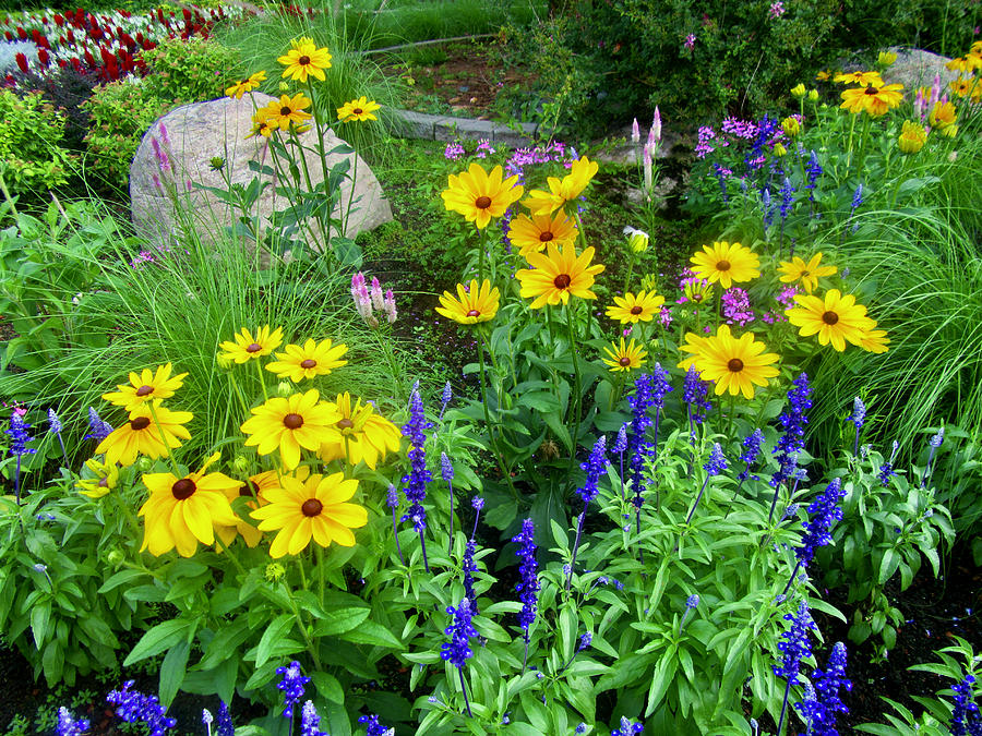 Yellow and Blue flowers Photograph by Stephanie Moore