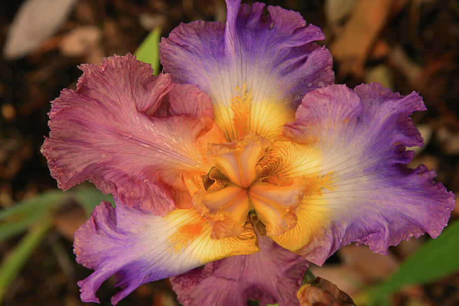 Yellow And Blue Iris Closeup Photograph by Robert Tubesing - Fine Art ...