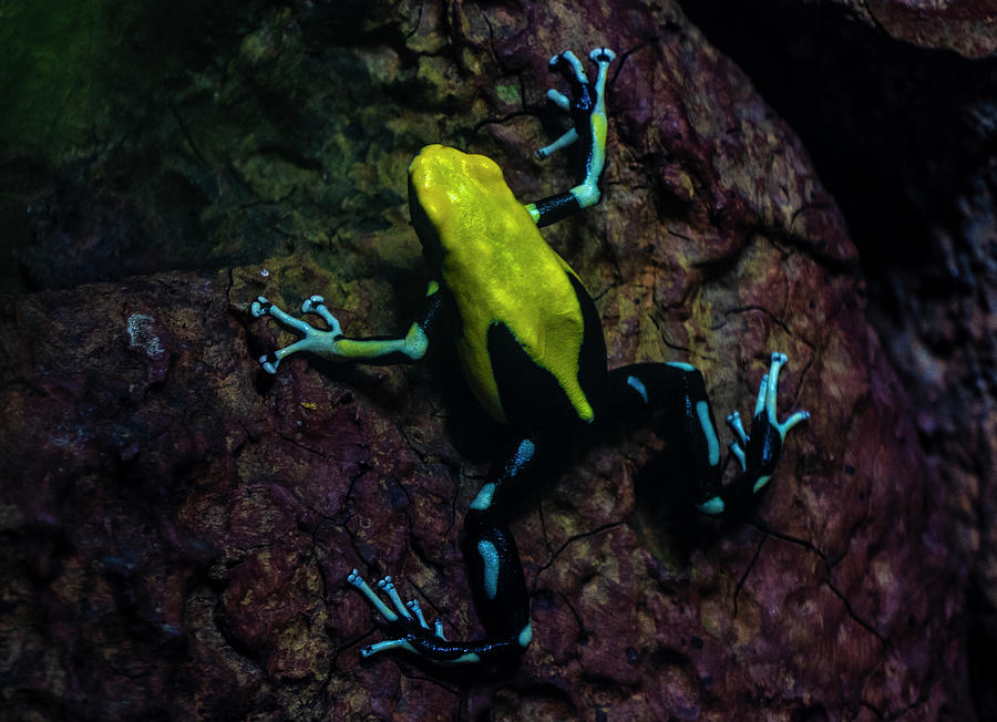 Yellow And Blue Poison Dart Frog Photograph