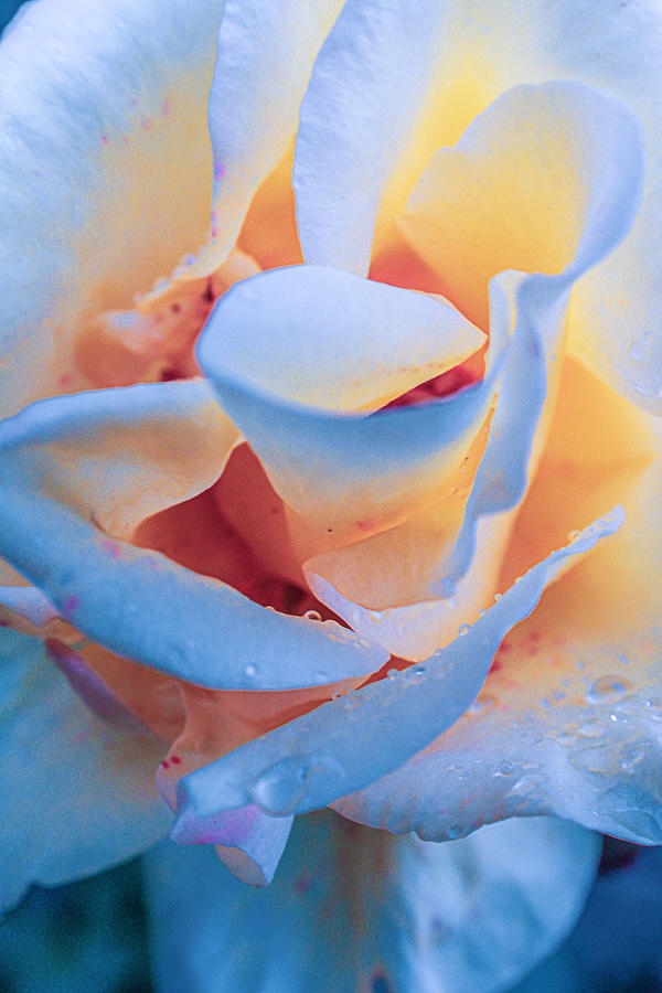 Yellow and Blue Rose Photograph by W Craig Photography