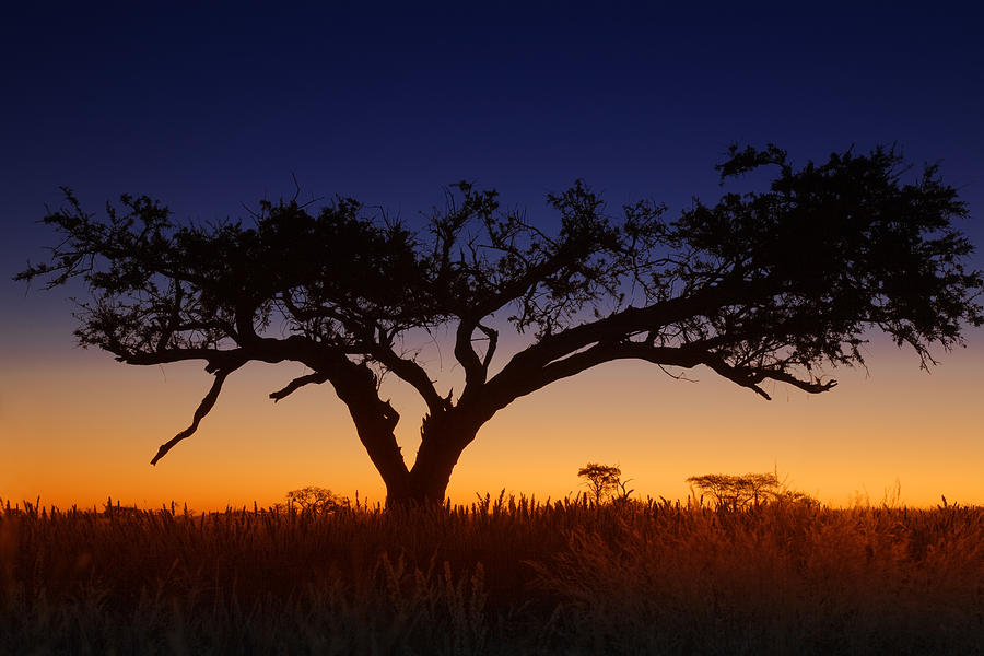 Yellow and blue sunset in Africa Photograph by LucynaKoch