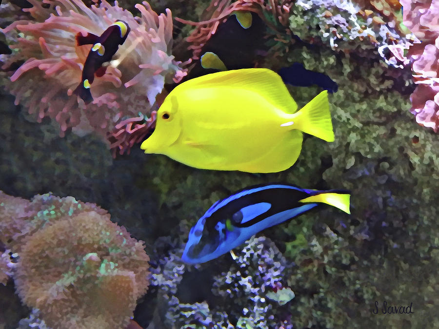 Yellow and Blue Tang Fish Photograph by Susan Savad
