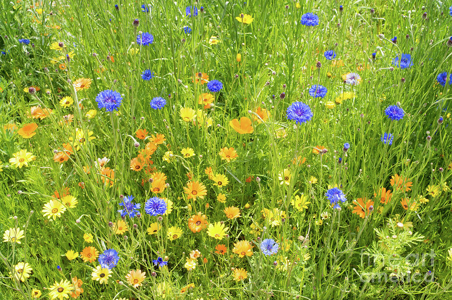Yellow and Blue wildflowers Photograph by Bryan Attewell