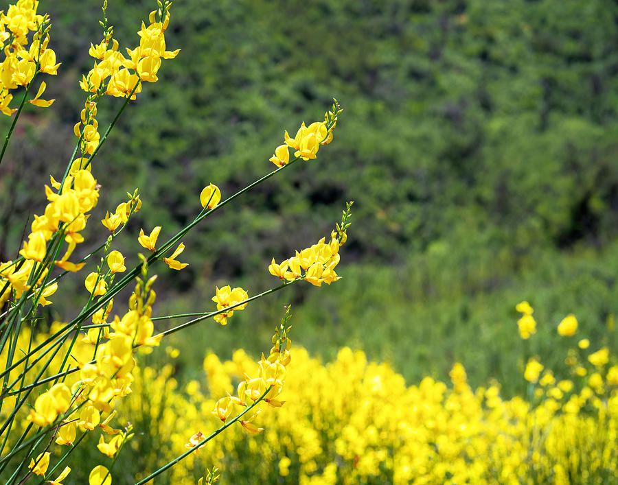 Yellow and Fragrant Scotch Broom 2 Photograph by Lindsay Thomson