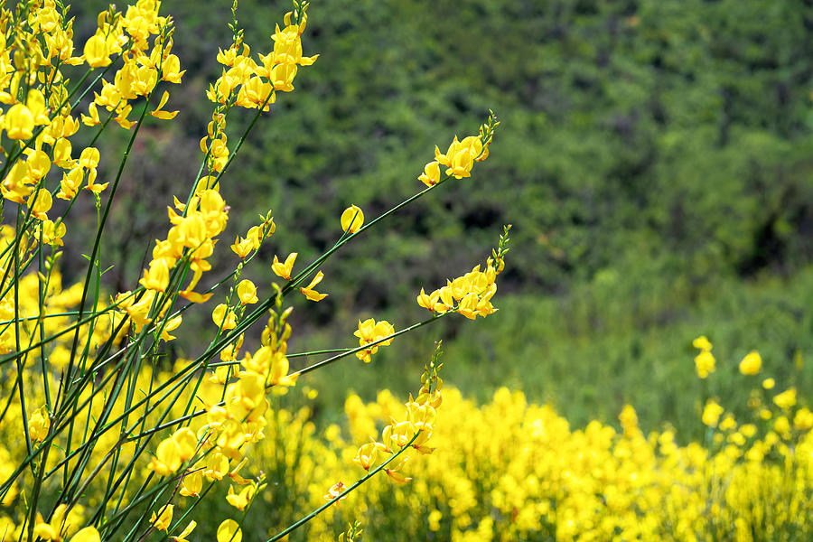 Yellow and Fragrant Scotch Broom Photograph by Lindsay Thomson