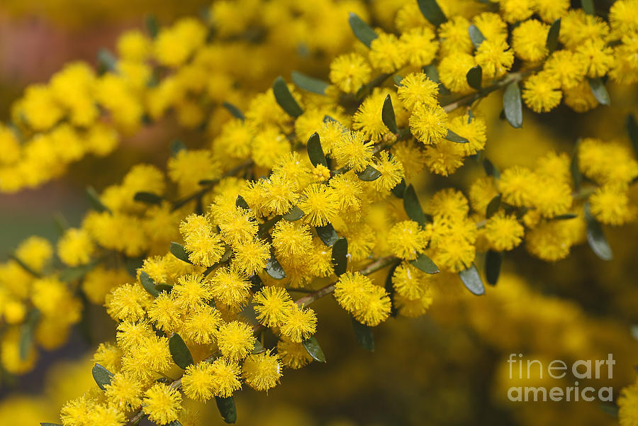 Yellow and Golden As Wattle Photograph by Joy Watson