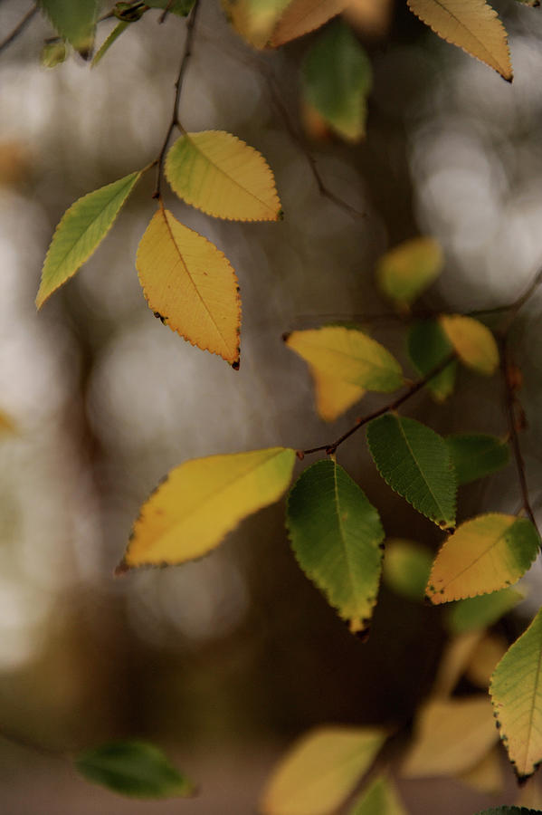 Fall Photograph - Yellow and green 2 by Malania Hammer