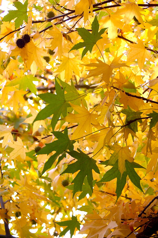 Yellow and Green Autumn Photograph by Masha Batkova