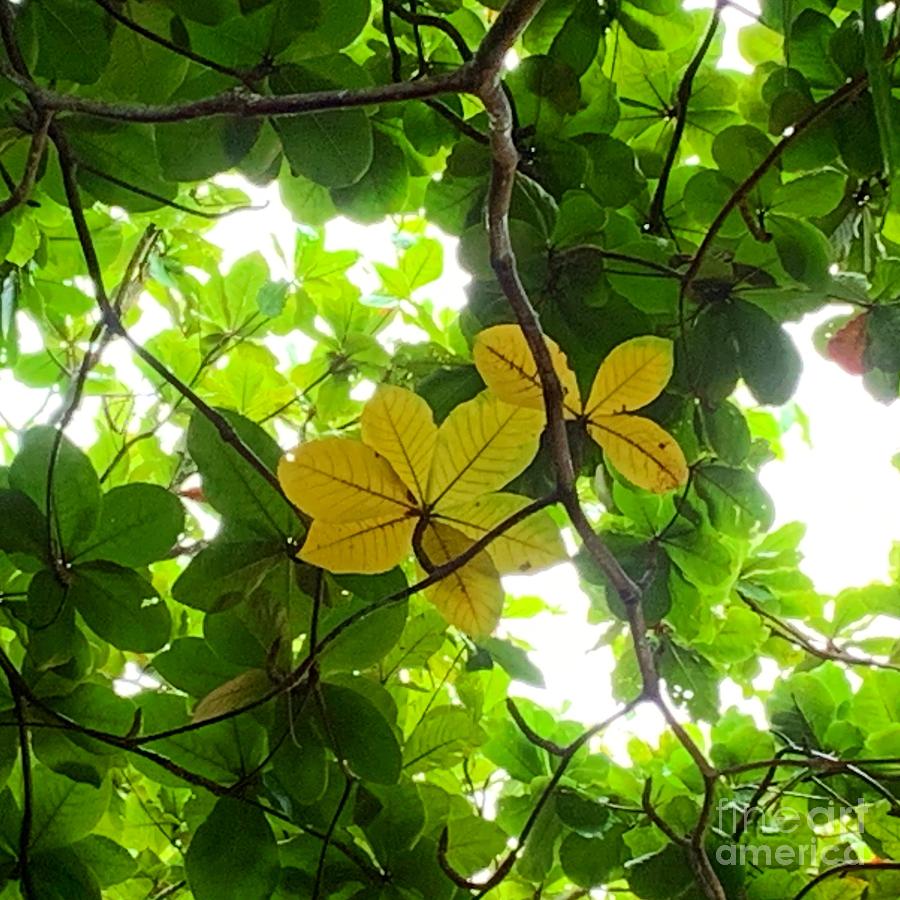 Yellow And Green Photograph by Dorota Nowak