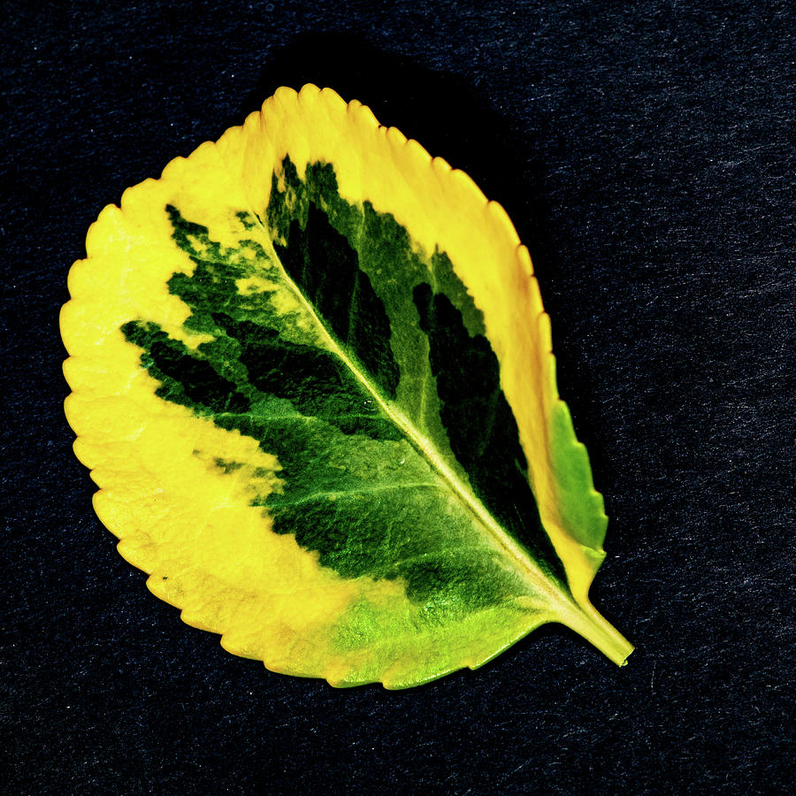 Yellow And Green Leaf Photograph