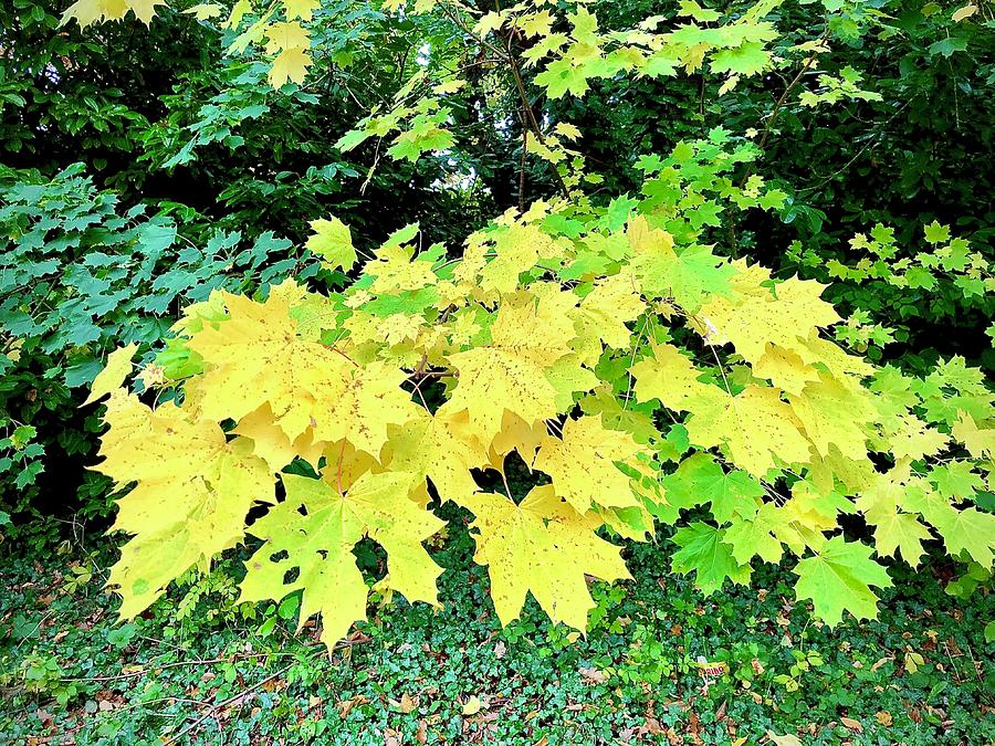 Yellow and Green Leaves Photograph by Gordon James