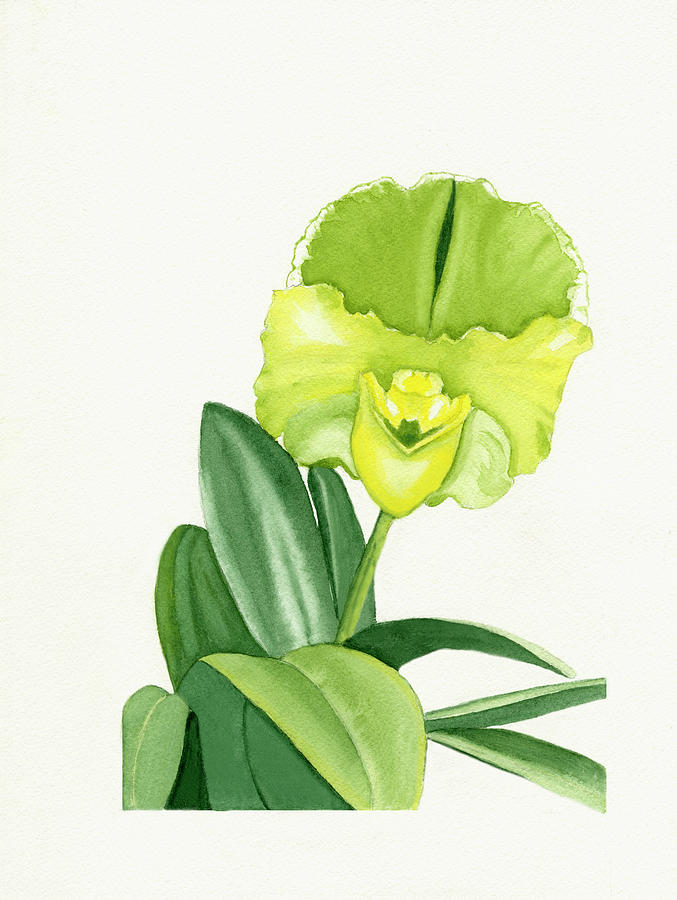 Yellow And Green Orchid Watercolor Portrait Painting by Deborah League