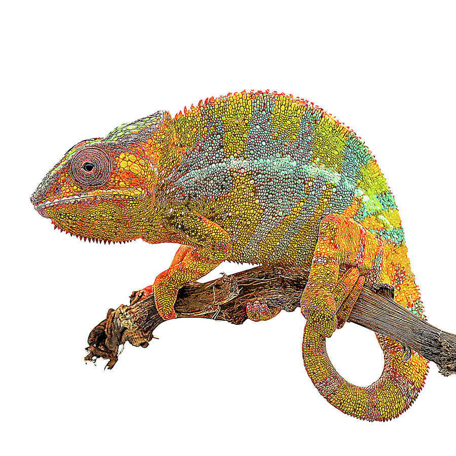 Yellow and Green, Panther Chameleon Painting by Custom Pet Portrait Art Studio