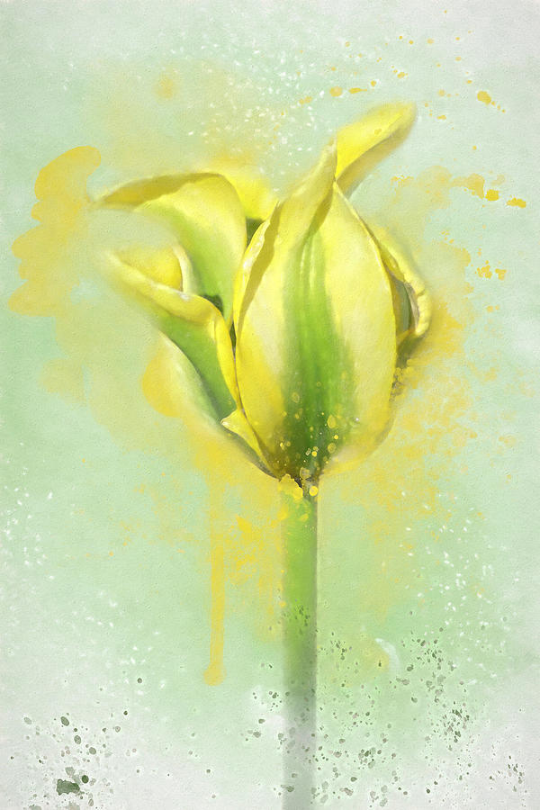 Yellow and Green Tulip Photograph by Donna Kennedy