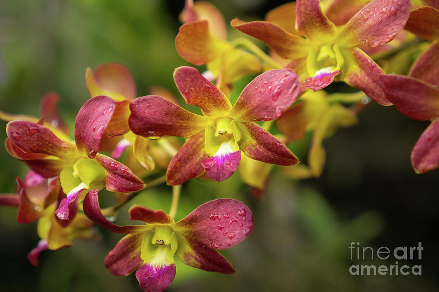Orchid Photograph - Yellow and Magenta Orchid in Kauai Garden by Nancy Gleason