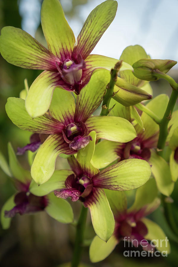 Yellow and Magenta Orchid Photograph by Nancy Gleason