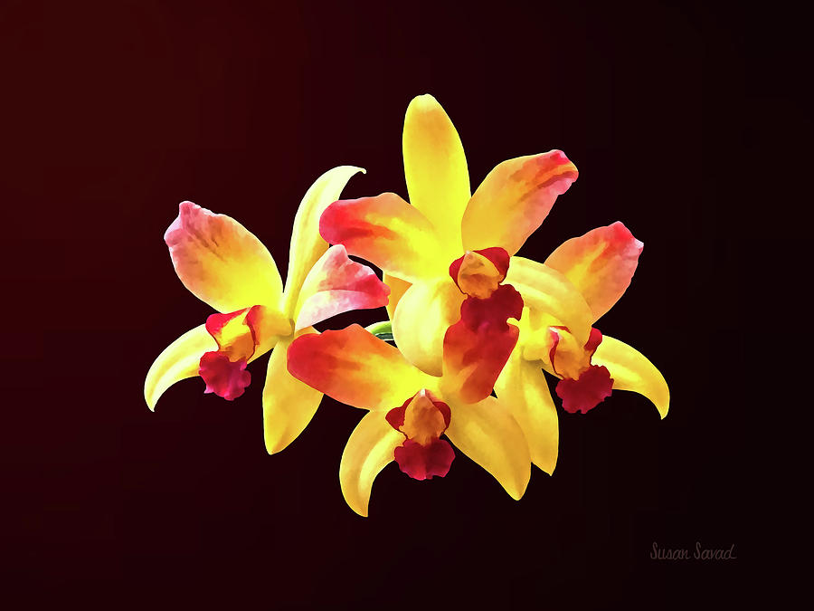 Yellow and Maroon Orchids Brassolaeliocattleya Laughing Boy Photograph by Susan Savad