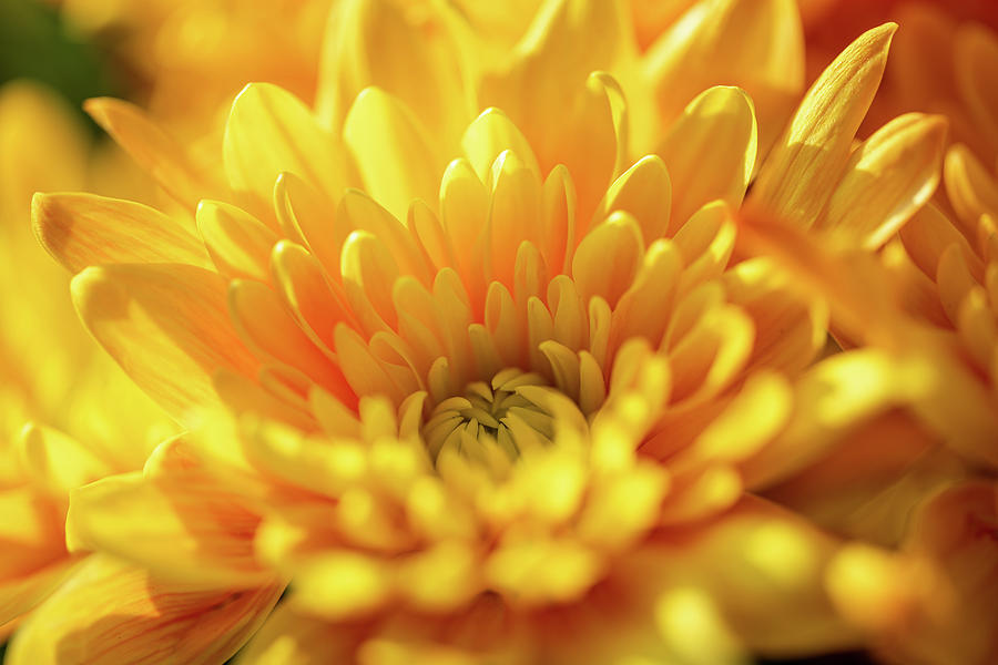 Yellow, And Orange Aster Flowers Starting To Bloom. Photograph By Rob 