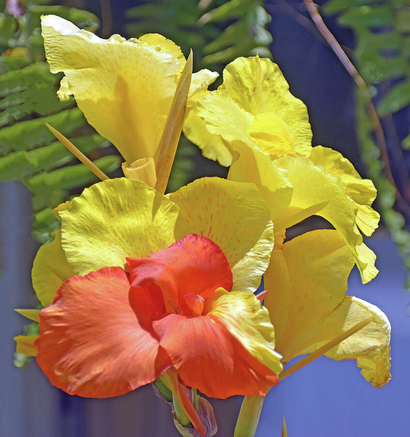 Yellow and Orange Cana Lily Photograph by Roberta Byram Yellow and Orange Cana Lily Photograph by Roberta Byram