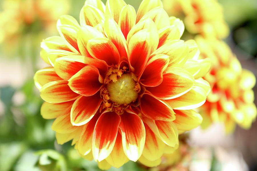 Yellow and Orange Dahlia Bloom Photograph by Patricia Oldfield - Fine ...