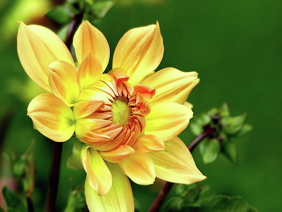 Yellow and Orange Dahlia Flower Begins to Bloom Photograph by Lyuba Filatova