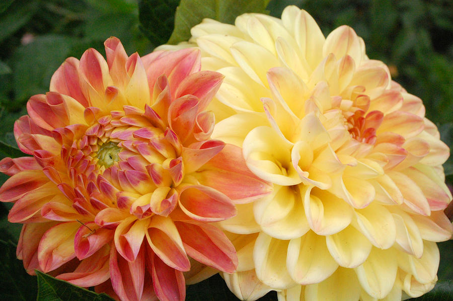 Yellow and Orange Dahlias 1 Photograph by Amy Fose
