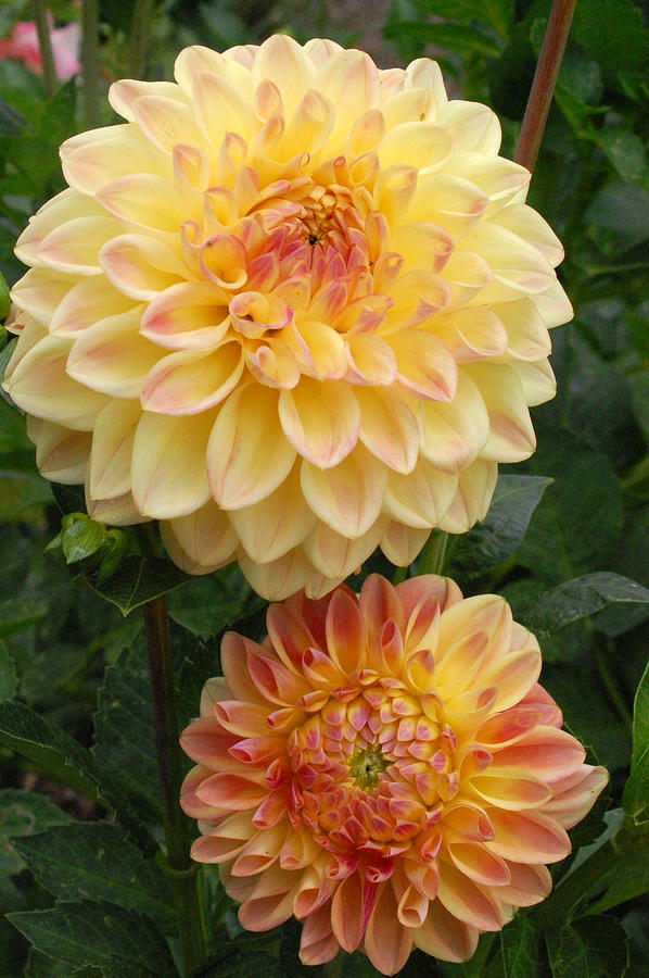 Yellow and Orange Dahlias 2 Photograph by Amy Fose Yellow and Orange Dahlias 2 Photograph by Amy Fose
