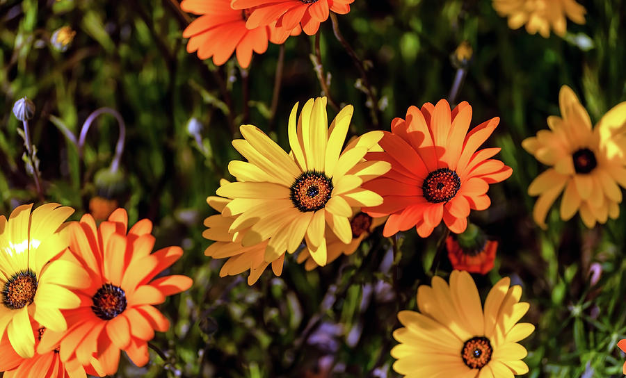 Yellow and Orange Daisy Photograph by Lee Repass - Pixels