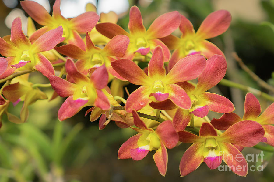 Orchid Photograph - Yellow and Orange Orchid #1 by Nancy Gleason