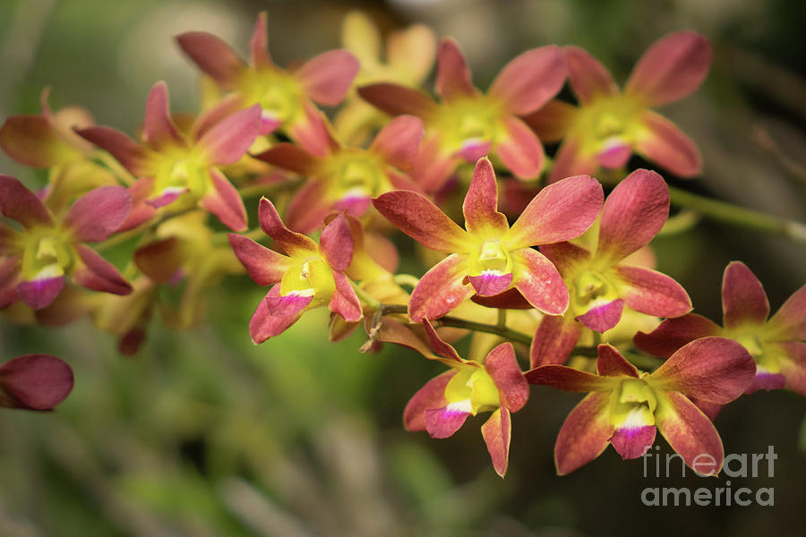 Yellow and Orange Orchid #2 Photograph by Nancy Gleason