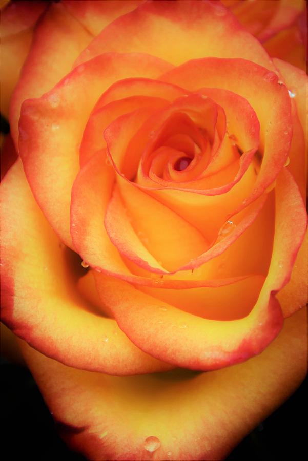 - Yellow and Orange Rose Photograph by THERESA Nye