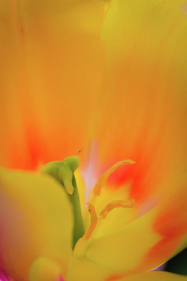 Yellow and Orange Photograph by Stewart Helberg