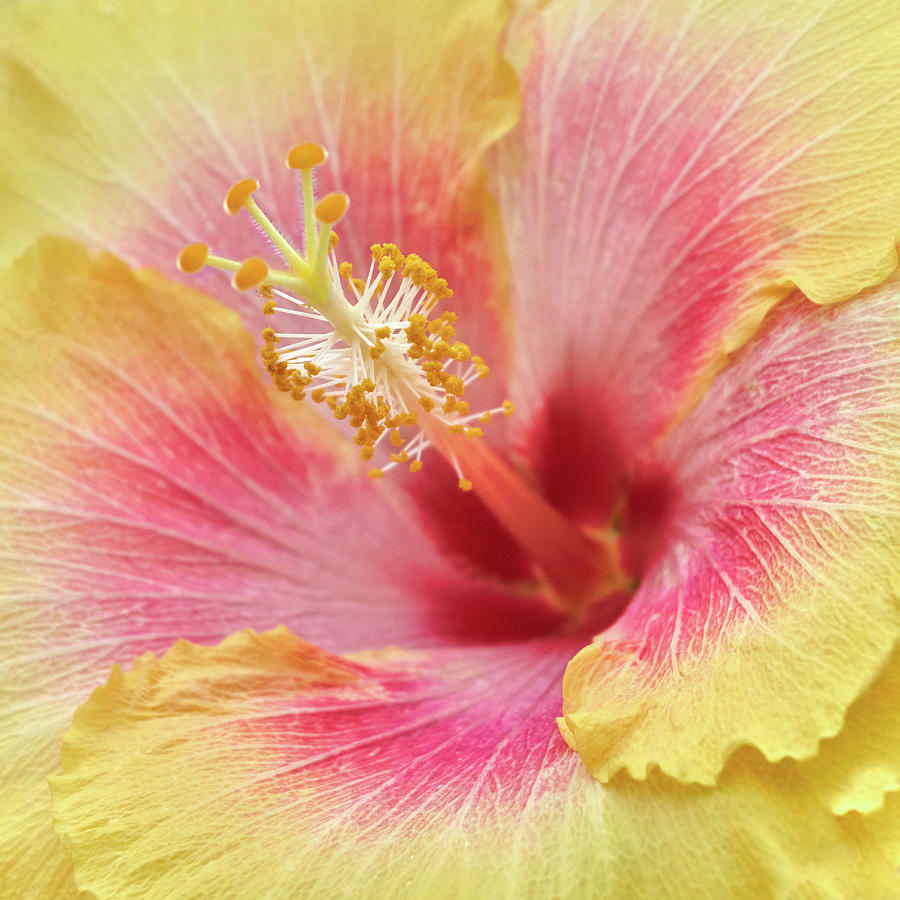 Yellow and pink Hibiscus flower Photograph by Jim Hughes