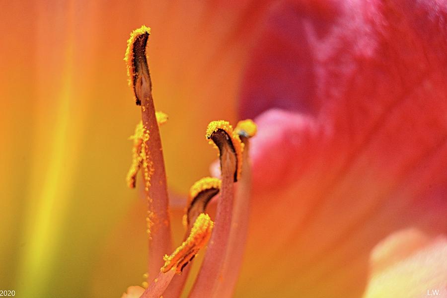 Yellow And Pink Lily Photograph by Lisa Wooten