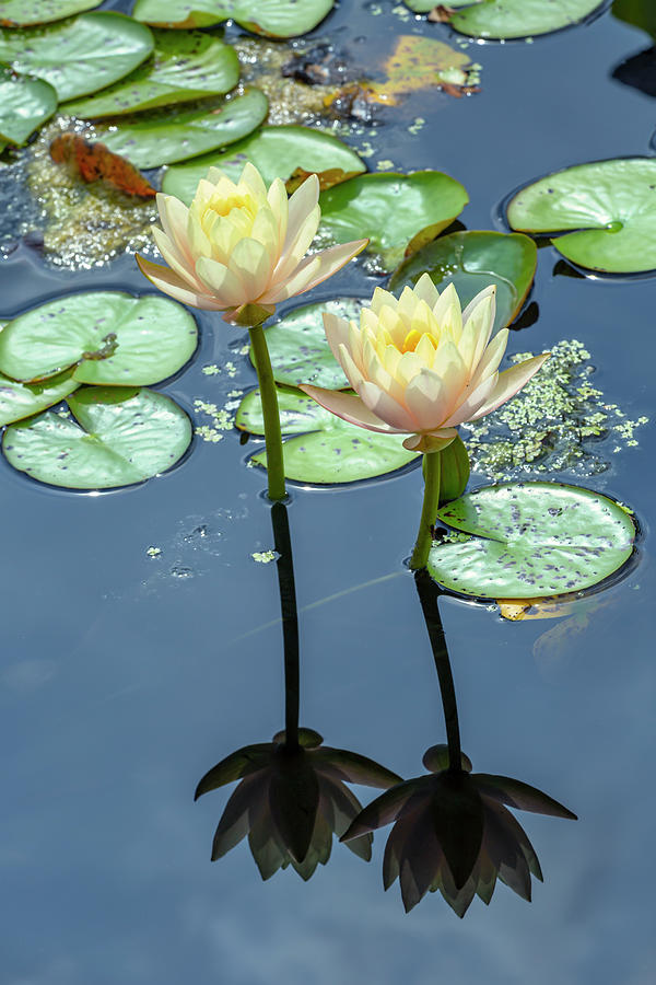 Yellow and Pink Lotus Blossoms Photograph by Cate Franklyn