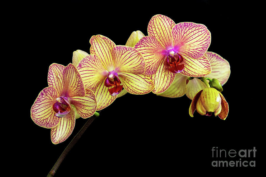 Orchid Photograph - Yellow and pink moth orchid by Delphimages Photo Creations