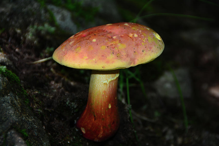 Yellow and Pink Mushroom Photograph by Raymond Salani III