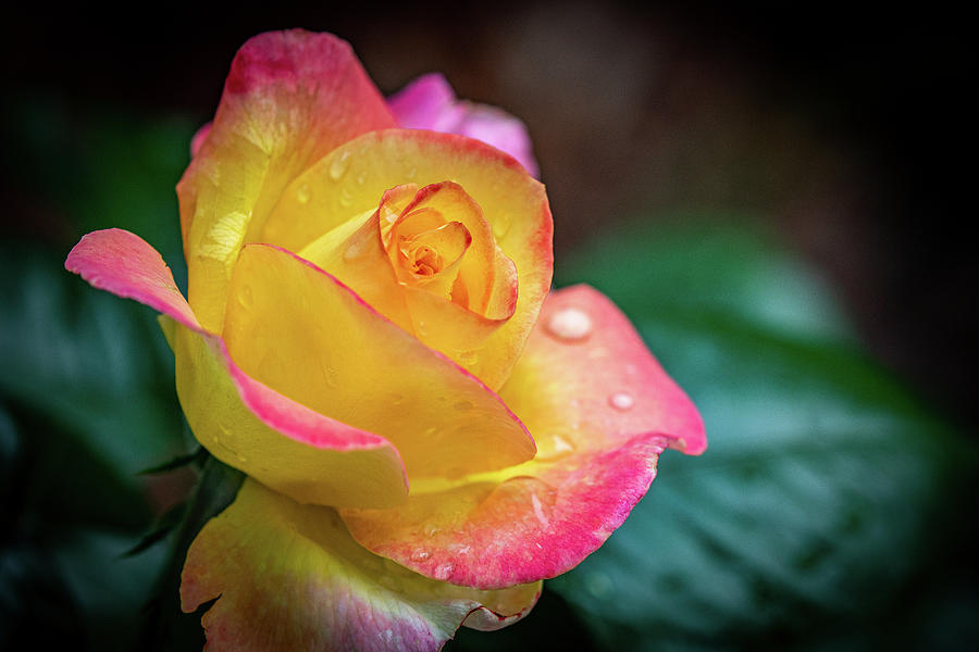 Yellow and Pink Rose Photograph by Denise Kopko