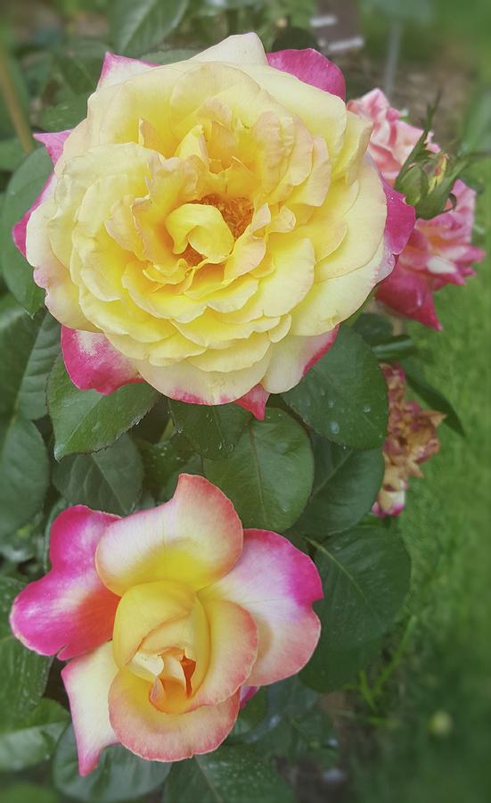 Yellow and Pink Rose Photograph by Pour Your heART Out Artworks
