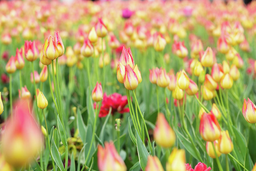 Yellow and Pink Tulips Photograph by Aarthi Arunkumar