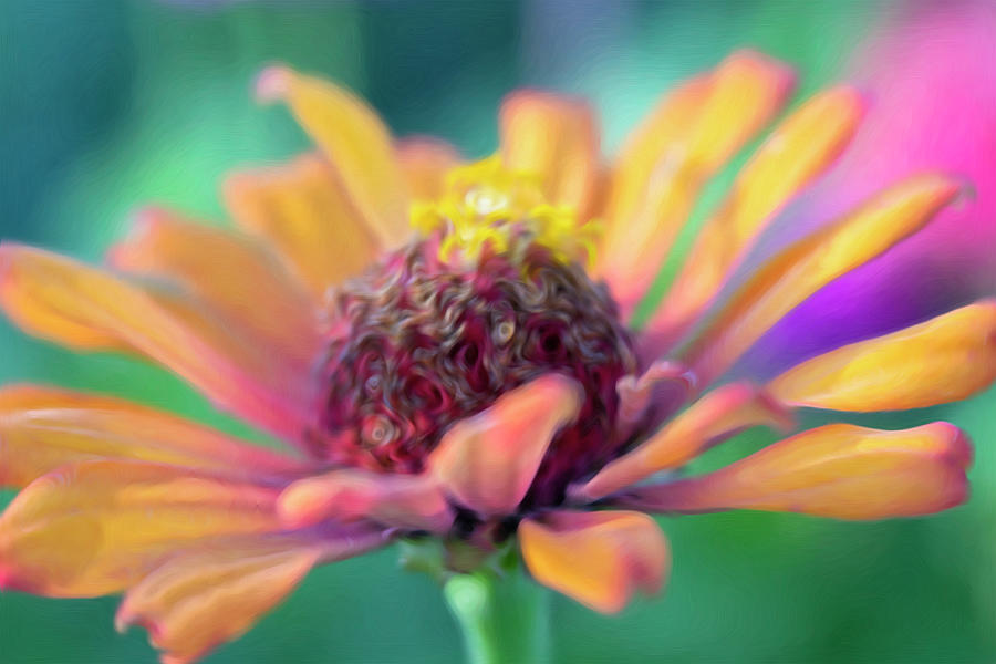 Yellow and Pink Zinnia Flower- Abstract by Barbara Rogers Yellow and Pink Zinnia Flower- Abstract by Barbara Rogers