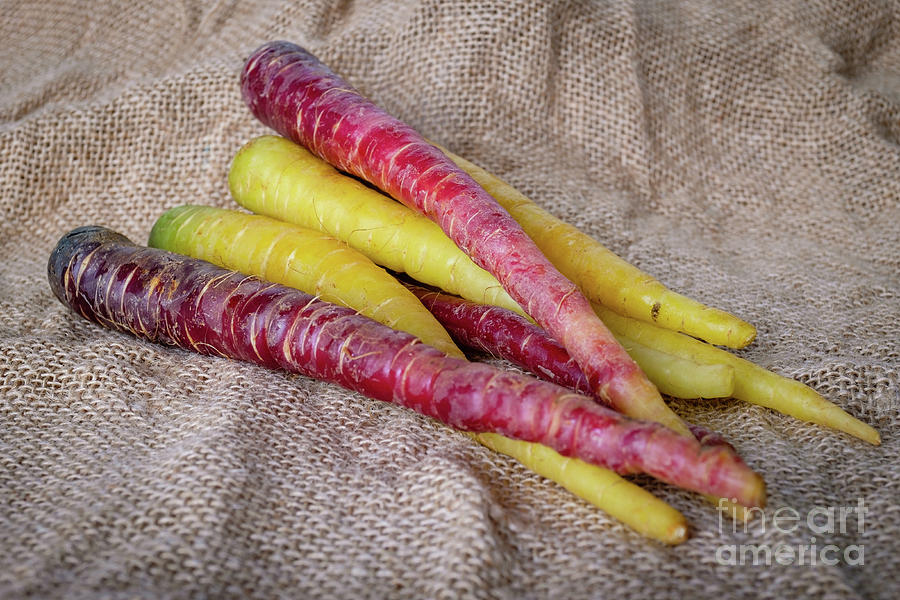 Yellow And Purple Carrots Photograph