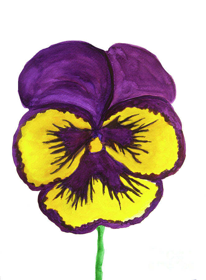 Yellow and purple colours pansy on white background Painting by Irina Afonskaya